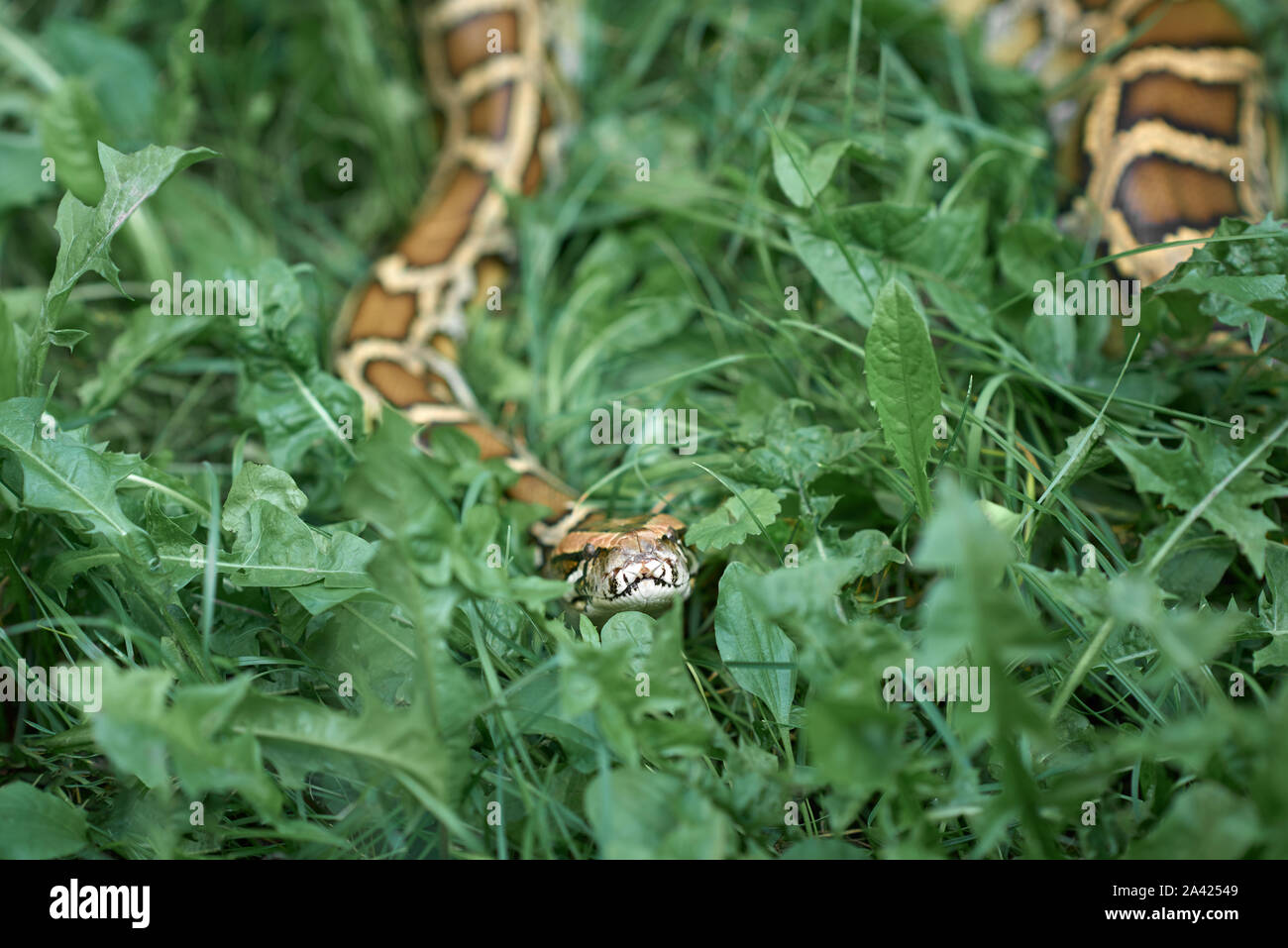 Scary snake, phyton lying in greenery, meadow outdoors. Concept of zoology, animals Stock Photo