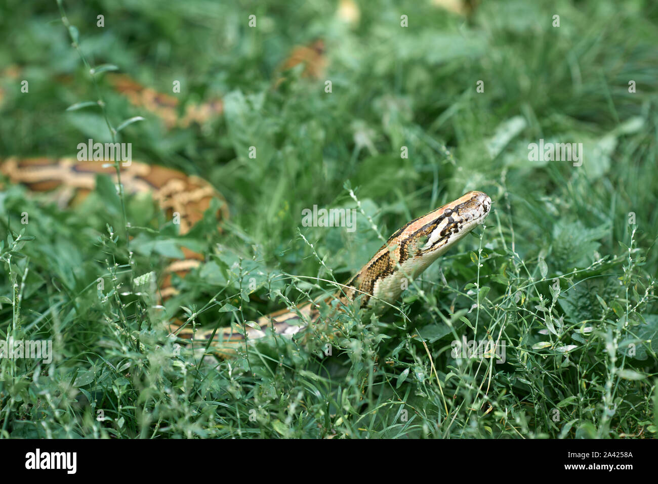 Side view of long phyton lying in green grass. Serpent creeping in garden. Stock Photo