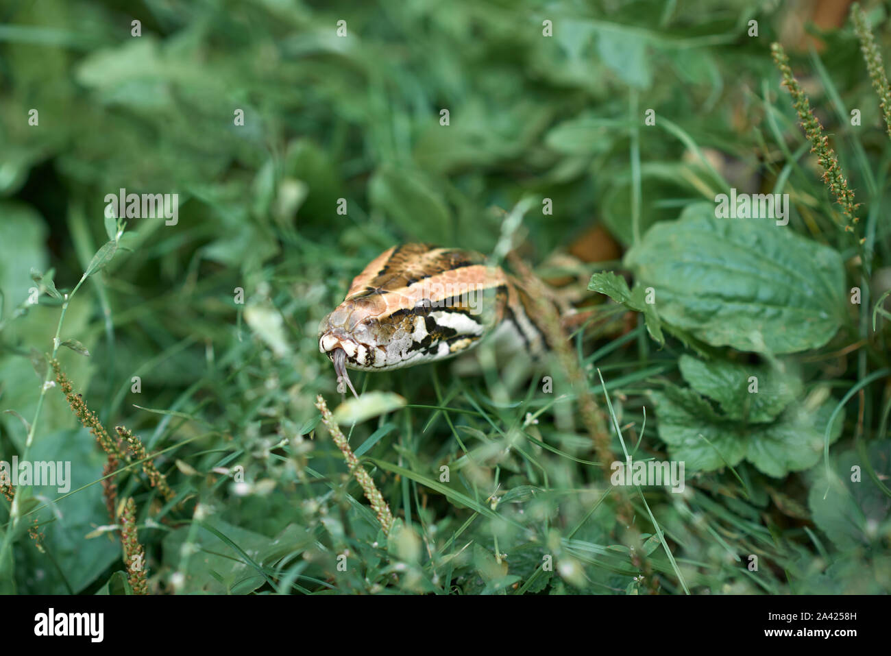 Scary snake showing forked tongue. Dangerous serpent, phyton creeping and lying in grass of garden. Stock Photo