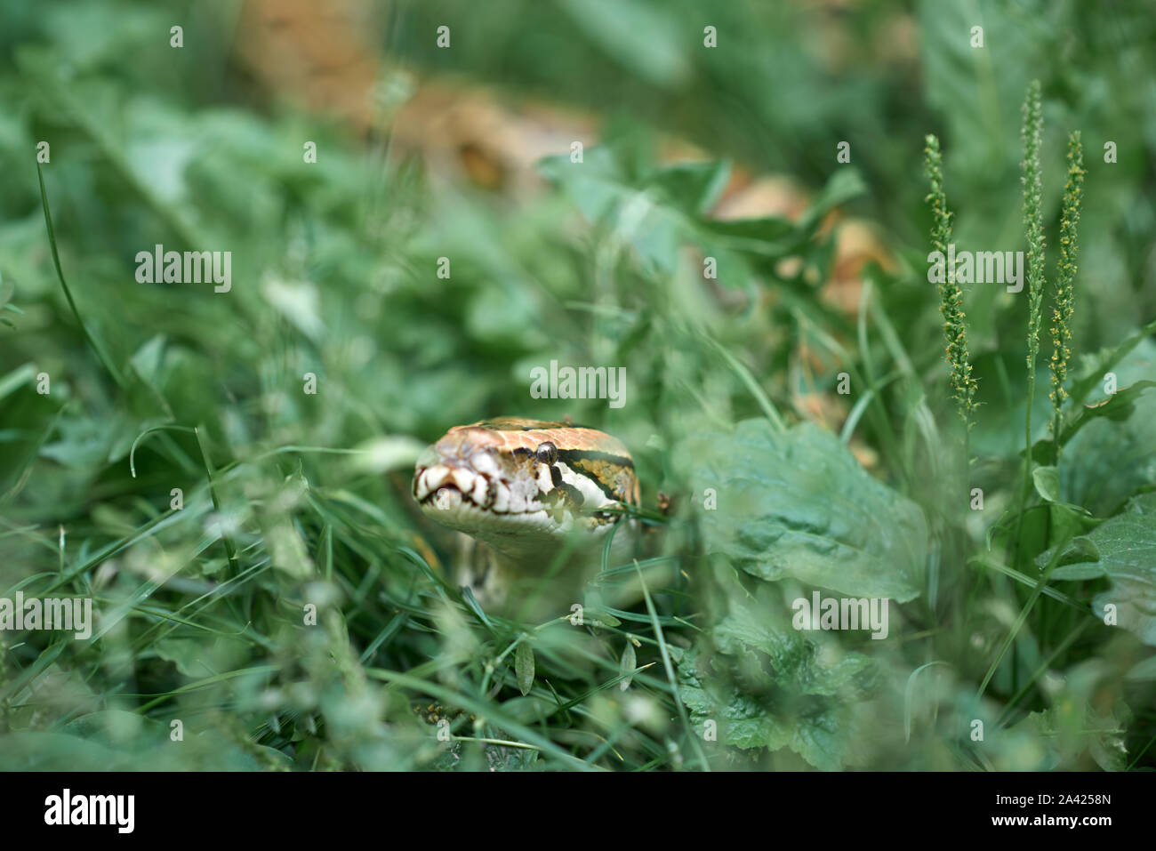 Scary phyton creeping. Creepy snake lying in meadow and greenery of garden. Stock Photo
