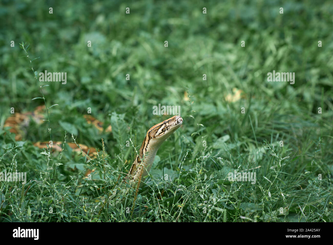 Dangerous, scary snake creeping and crawling. Phyton lying on greenery of garden. Stock Photo