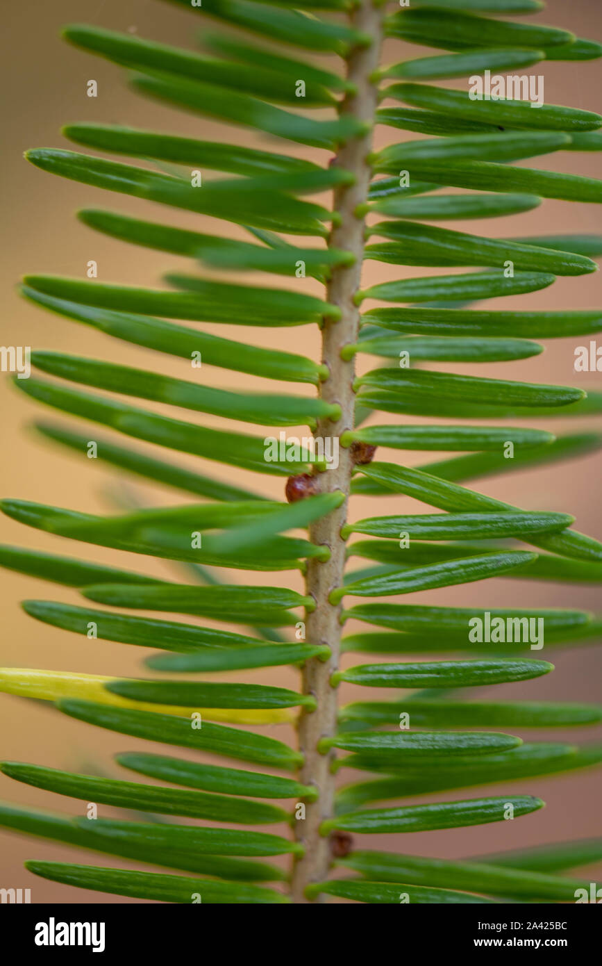 Detail of a young branch of a Aiton pine in northern Ontario (Canada) Stock Photo