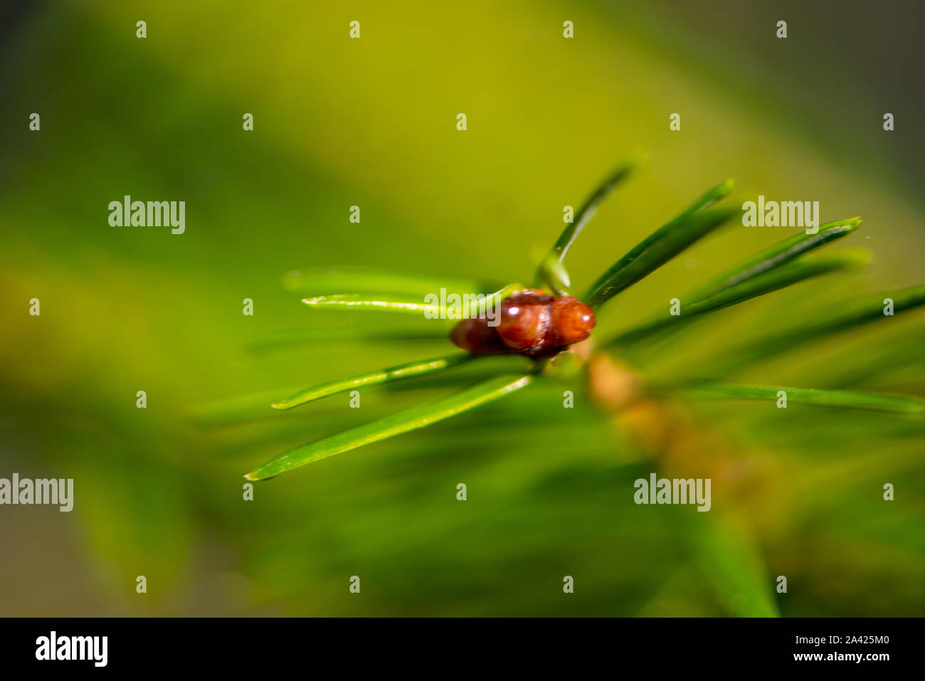 Detail of the apical growing bud of an Aiton pine in northern Ontario (Canada) Stock Photo