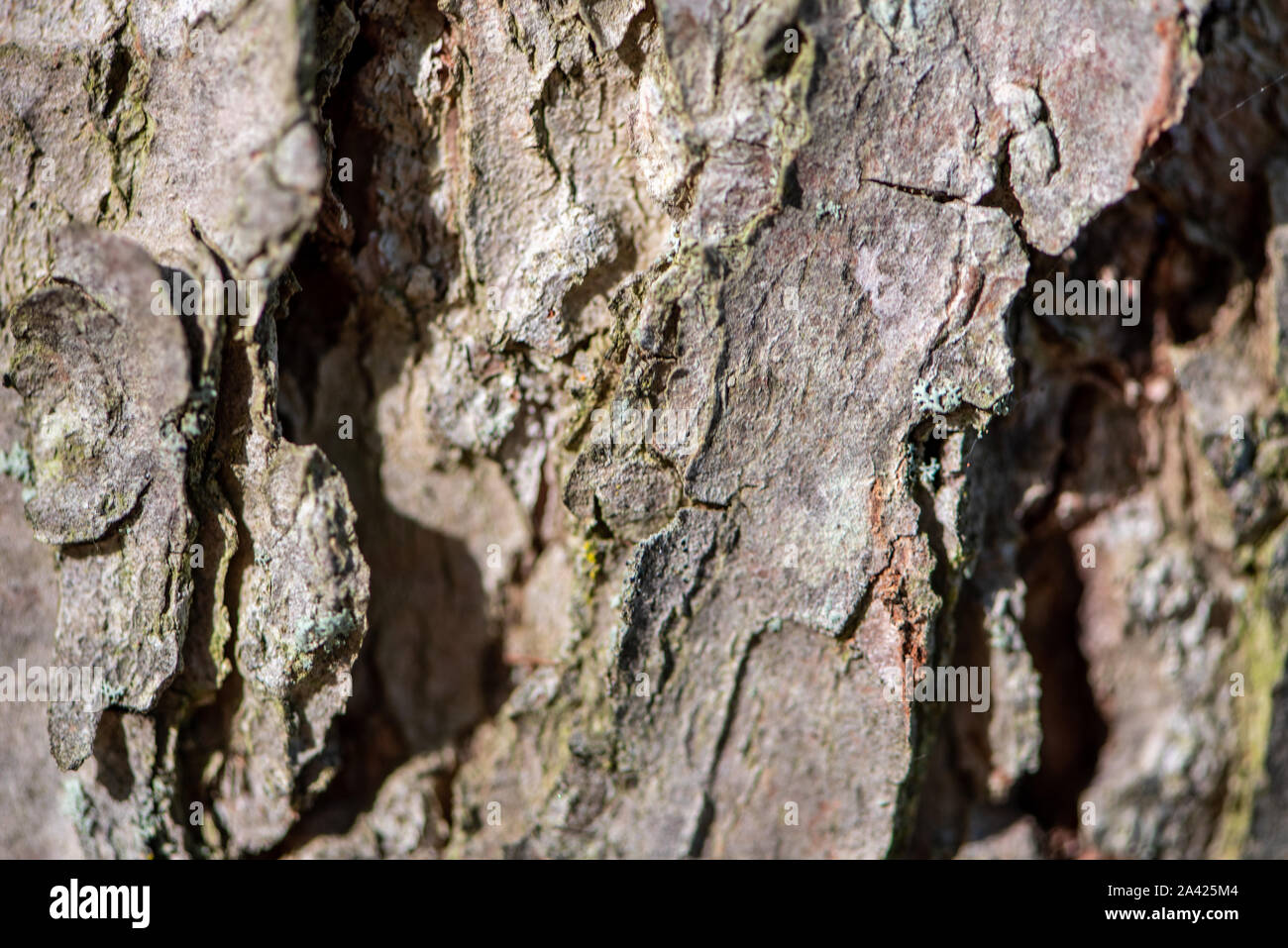 Bark of a Aiton pine in northern Ontario (Canada Stock Photo