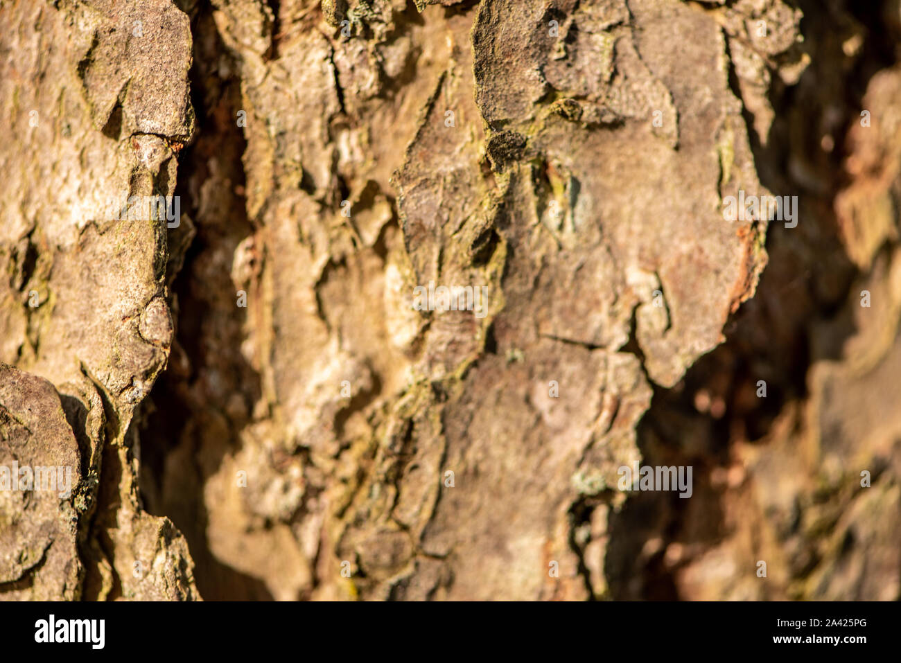 Bark of a Aiton pine in northern Ontario (Canada Stock Photo