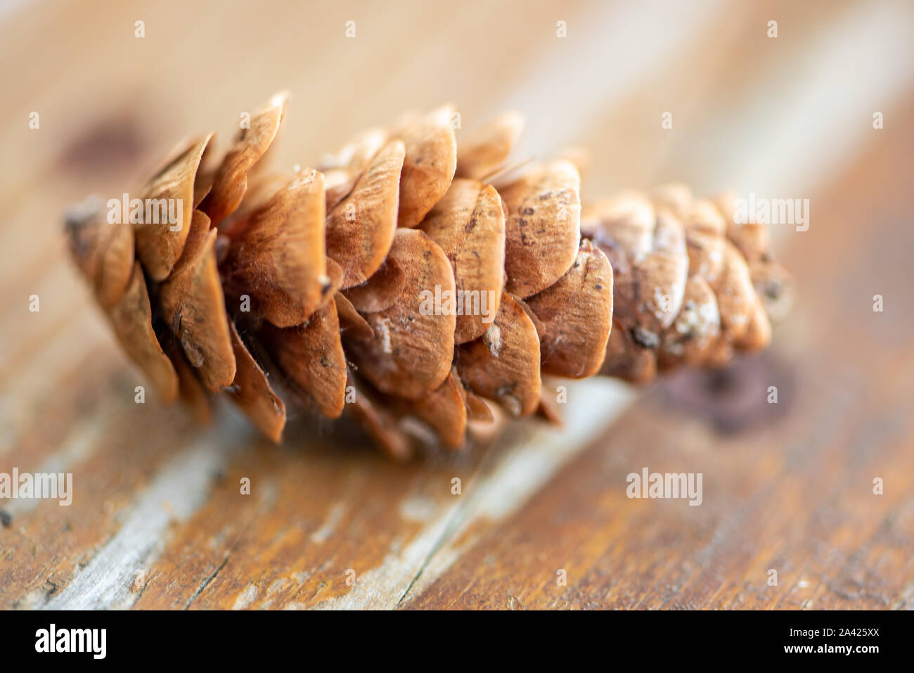 Cone of an Aiton pine in northern Ontario (Canada) Stock Photo