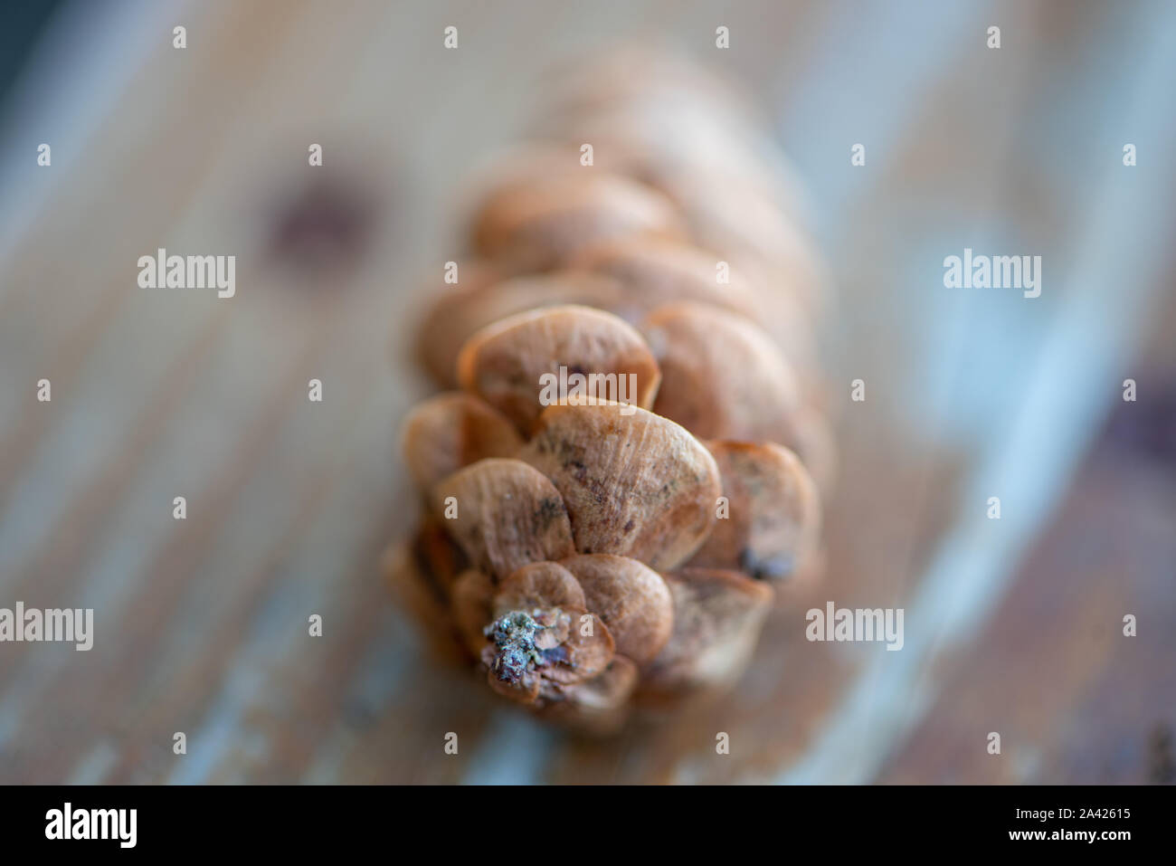 Cone of an Aiton pine in northern Ontario (Canada) Stock Photo