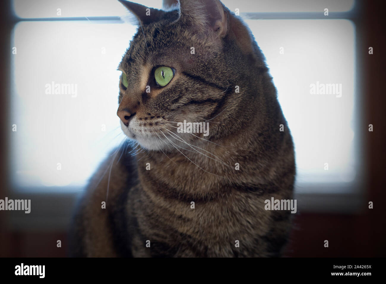 A close up portrait of a beautiful tabby cat Stock Photo - Alamy