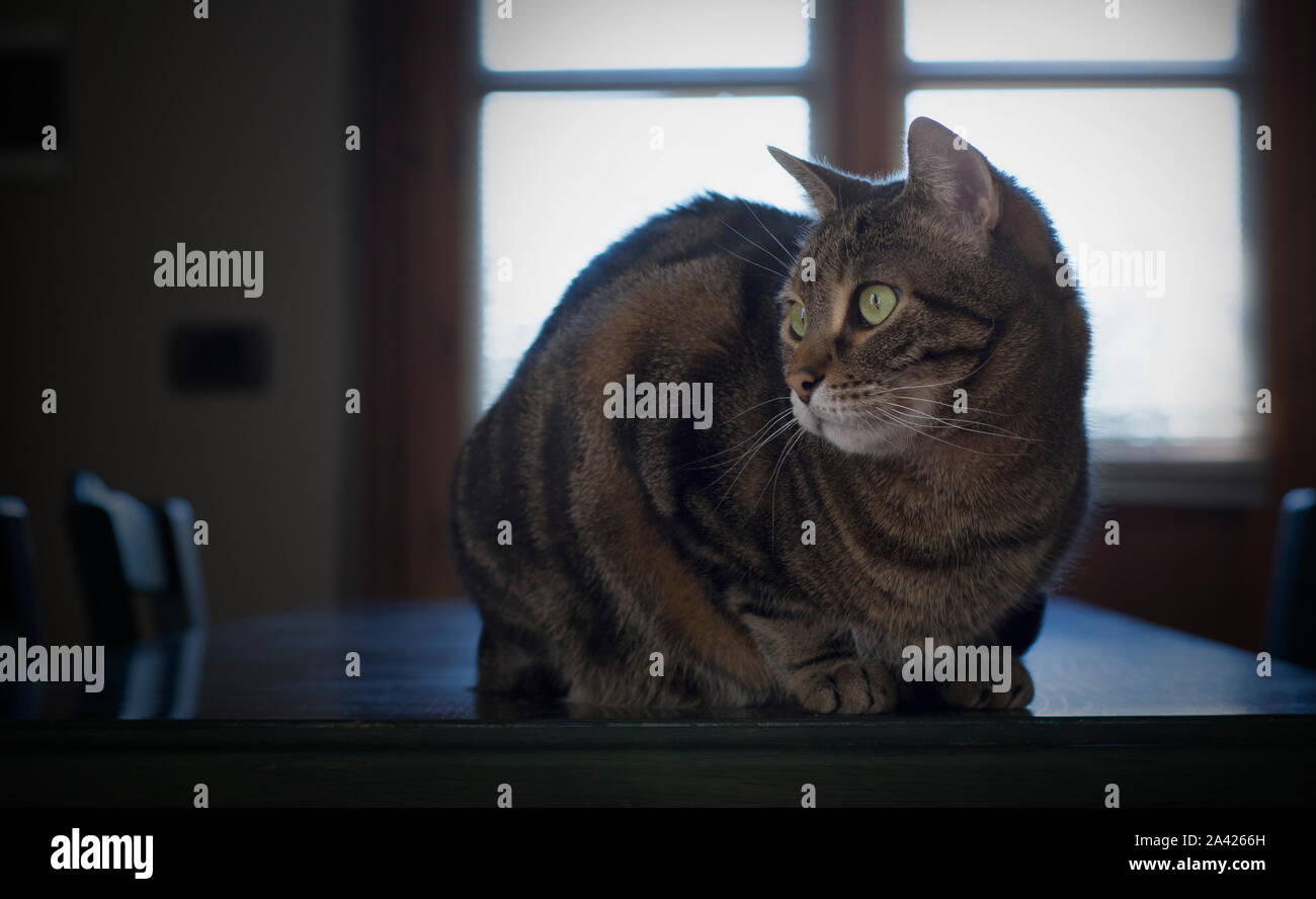 Close up portrait of a beautiful tabby cat Stock Photo - Alamy