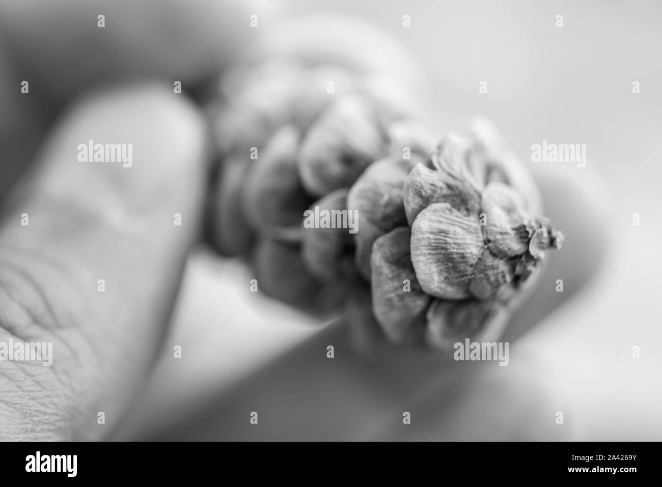 Cone of an Aiton pine in northern Ontario (Canada) Stock Photo