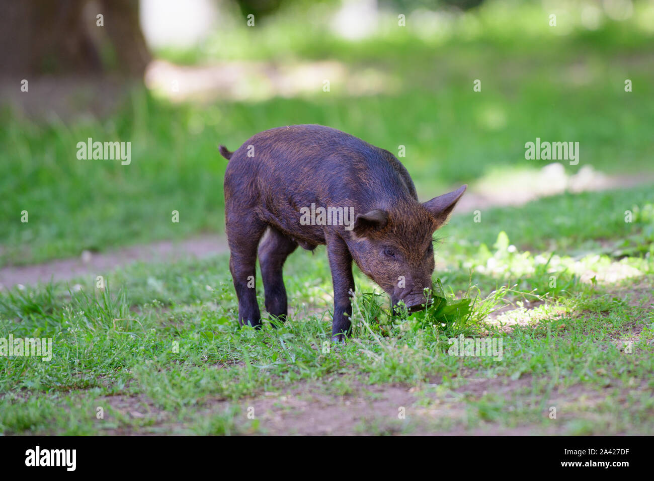 little dark pig. Cute little black pig walks on a puddle, eating grass, love of nature, vega. Dark pig Stock Photo