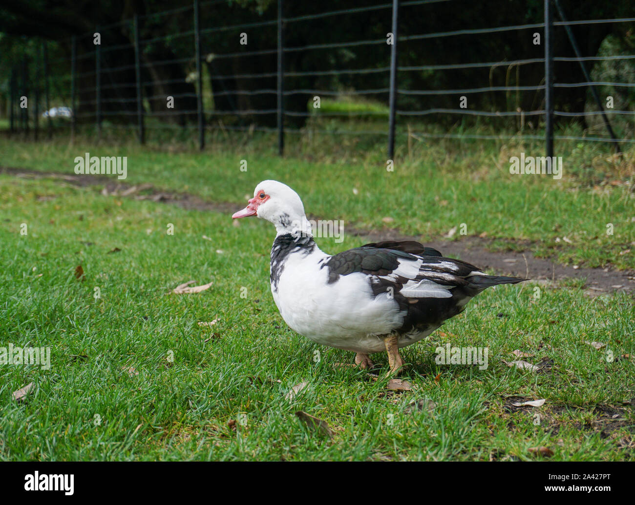 A muscovy duck searching grass for food. Stock Photo