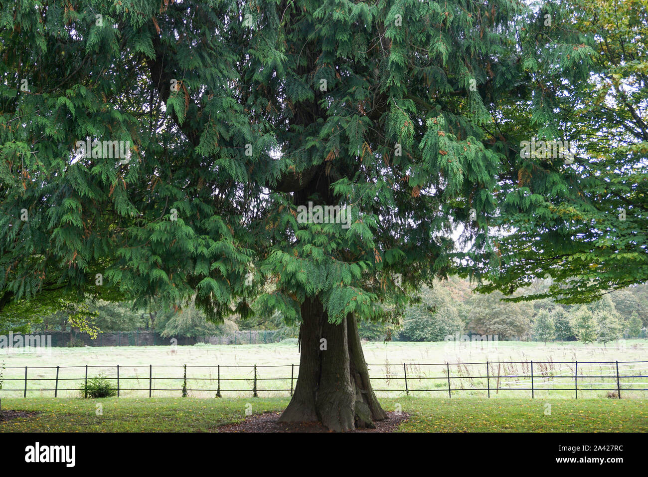 a western red cedar tree (thuja plicata), on the Farmleigh Estate in West Dublin. The tree was originally planted in 1877. Stock Photo