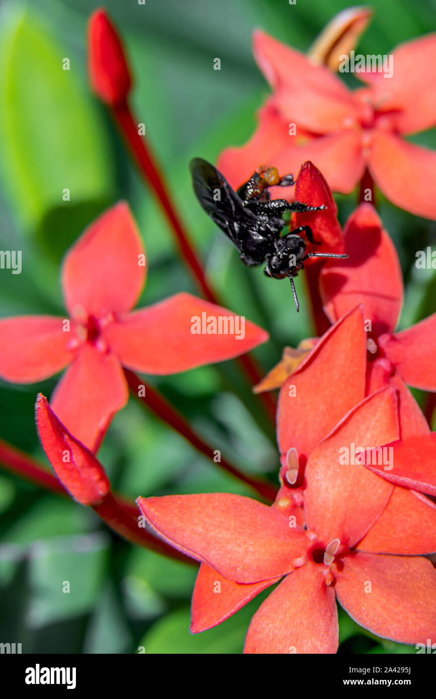 Beautiful and colorful Red Ixora Coccinea flower with a honey bee close up in the garden. Stock Photo