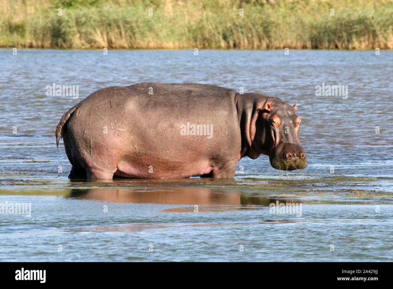 Hippopotamus at iSimangaliso Wetland Park (formerly Greater St. Lucia Wetland Park), KwaZulu-Natal, South Africa Stock Photo