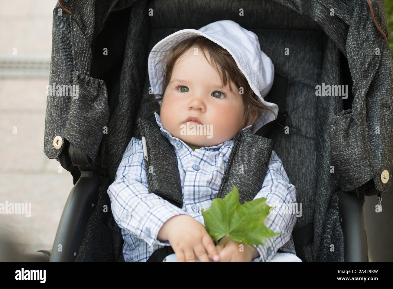 child holds maple leaf. child and love of nature Stock Photo