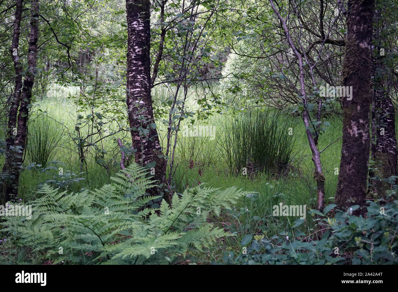 Bog Oak Forest Omagh Northern Ireland Stock Photo Alamy