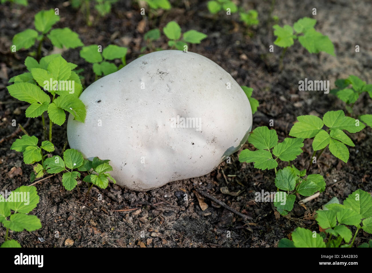 Big Mushroom raincoat grew among still green plants in the deciduous forest. Stock Photo