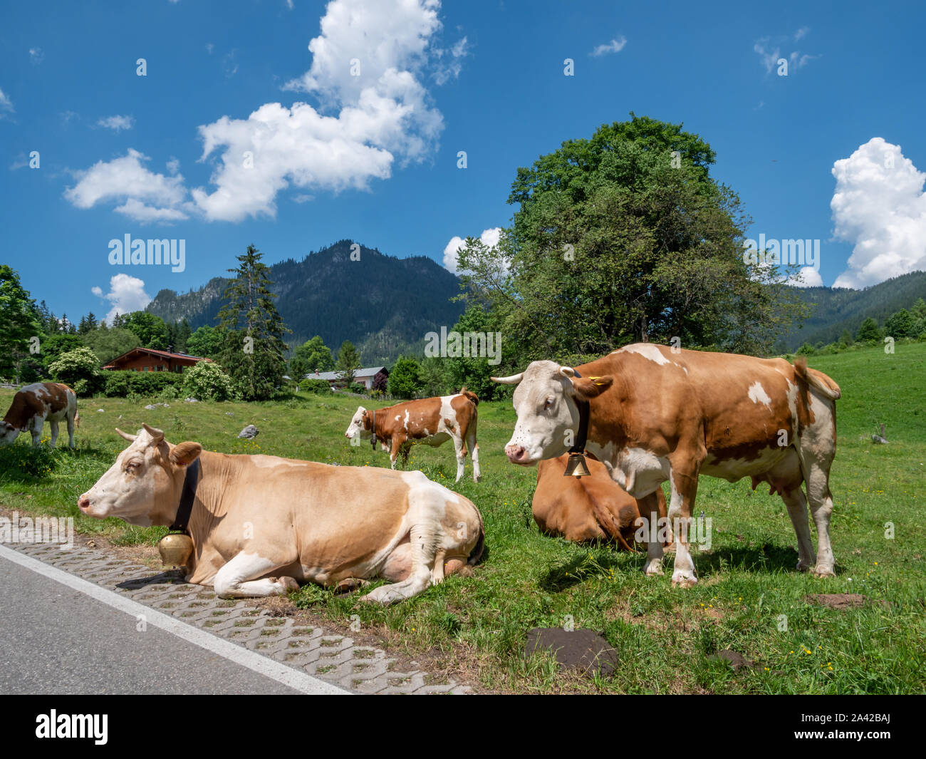 Dairy cows in the Alps on a pasture Stock Photo - Alamy
