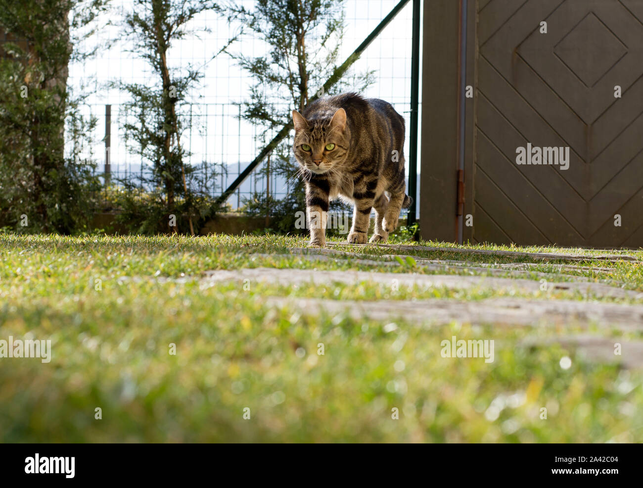 Cat in front garden hi-res stock photography and images - Alamy