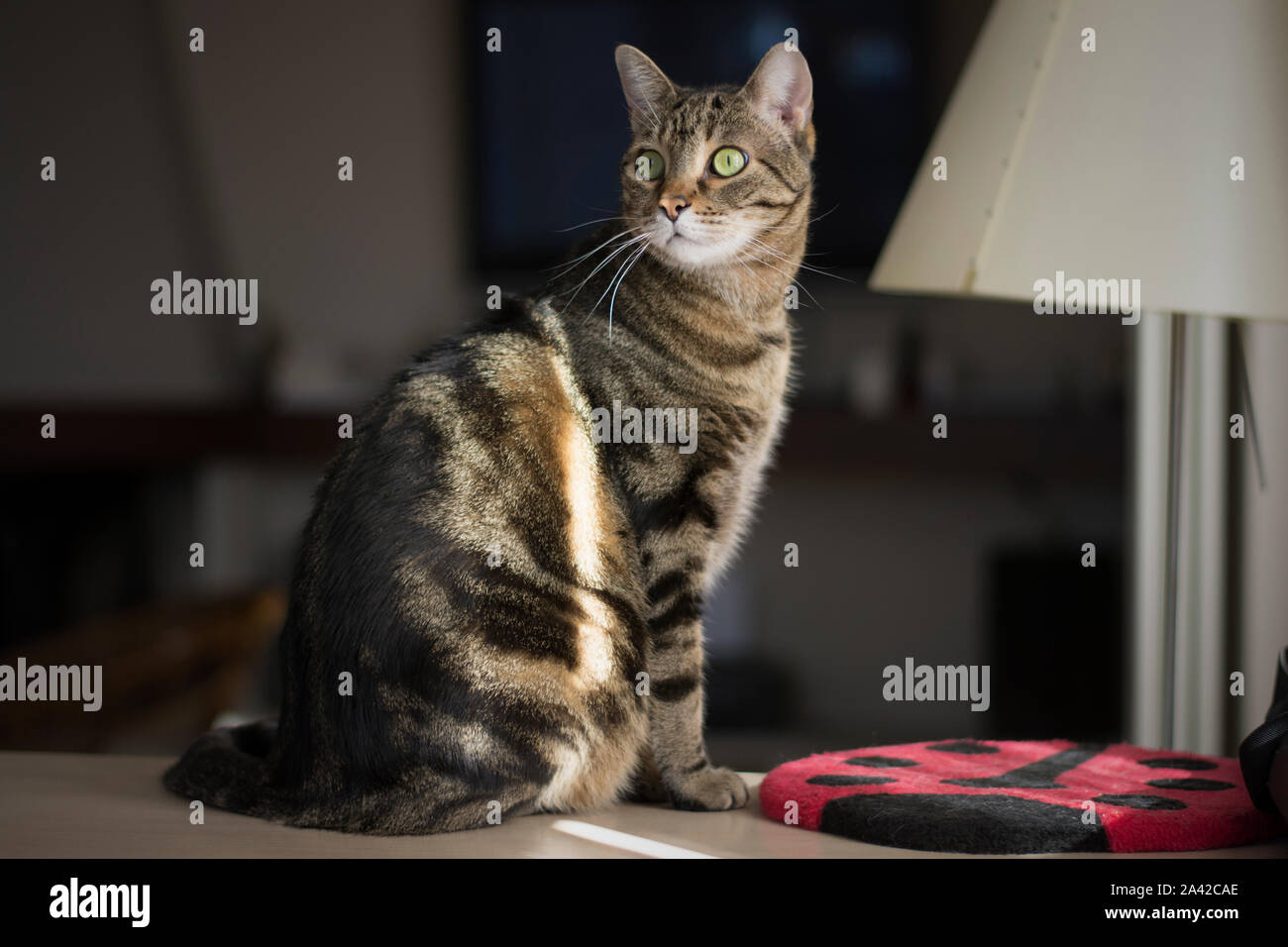 Portrait of a beautiful tabby cat on the living room Stock Photo