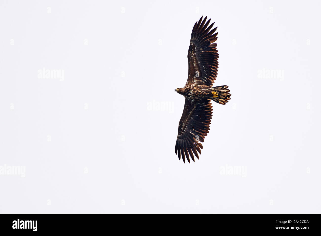 flying white-tailed eagle (Haliaeetus albicilla) from below, Andenes, Norway, Europe Stock Photo