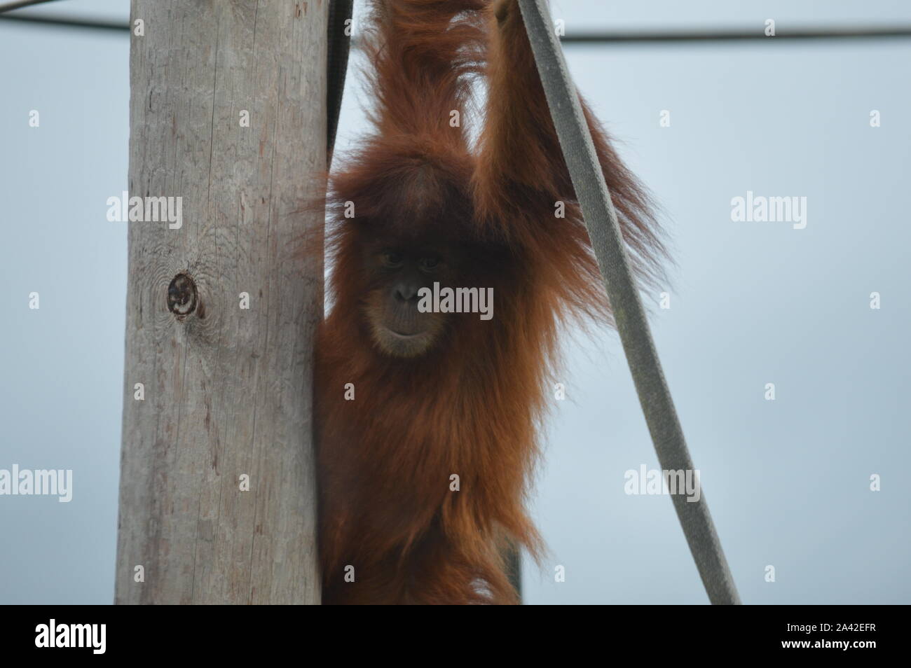 Young Sumatran Orangutan Playing Stock Photo