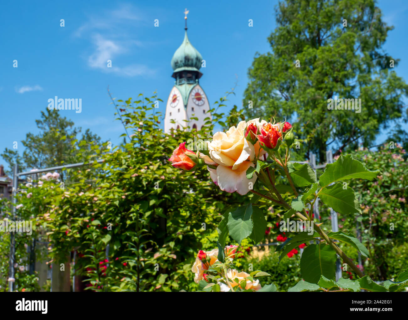 Rose garden in Rosenheim Bavaria Germany Stock Photo