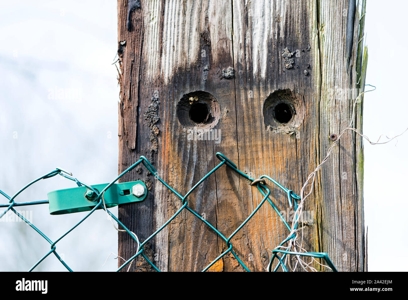 Old fencing post, looks like a face Stock Photo
