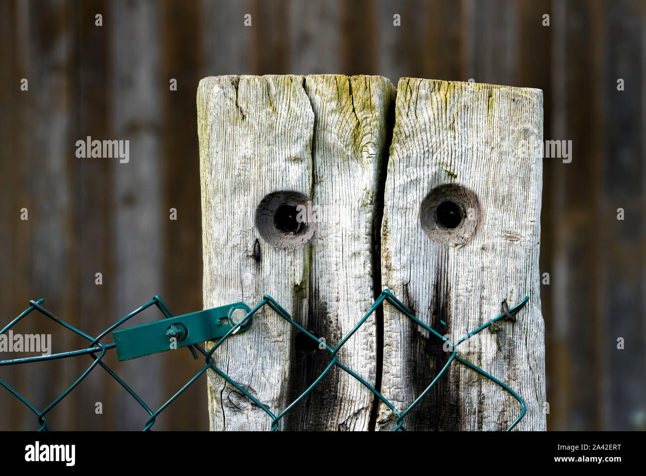 Old fencing post, looks like a face Stock Photo