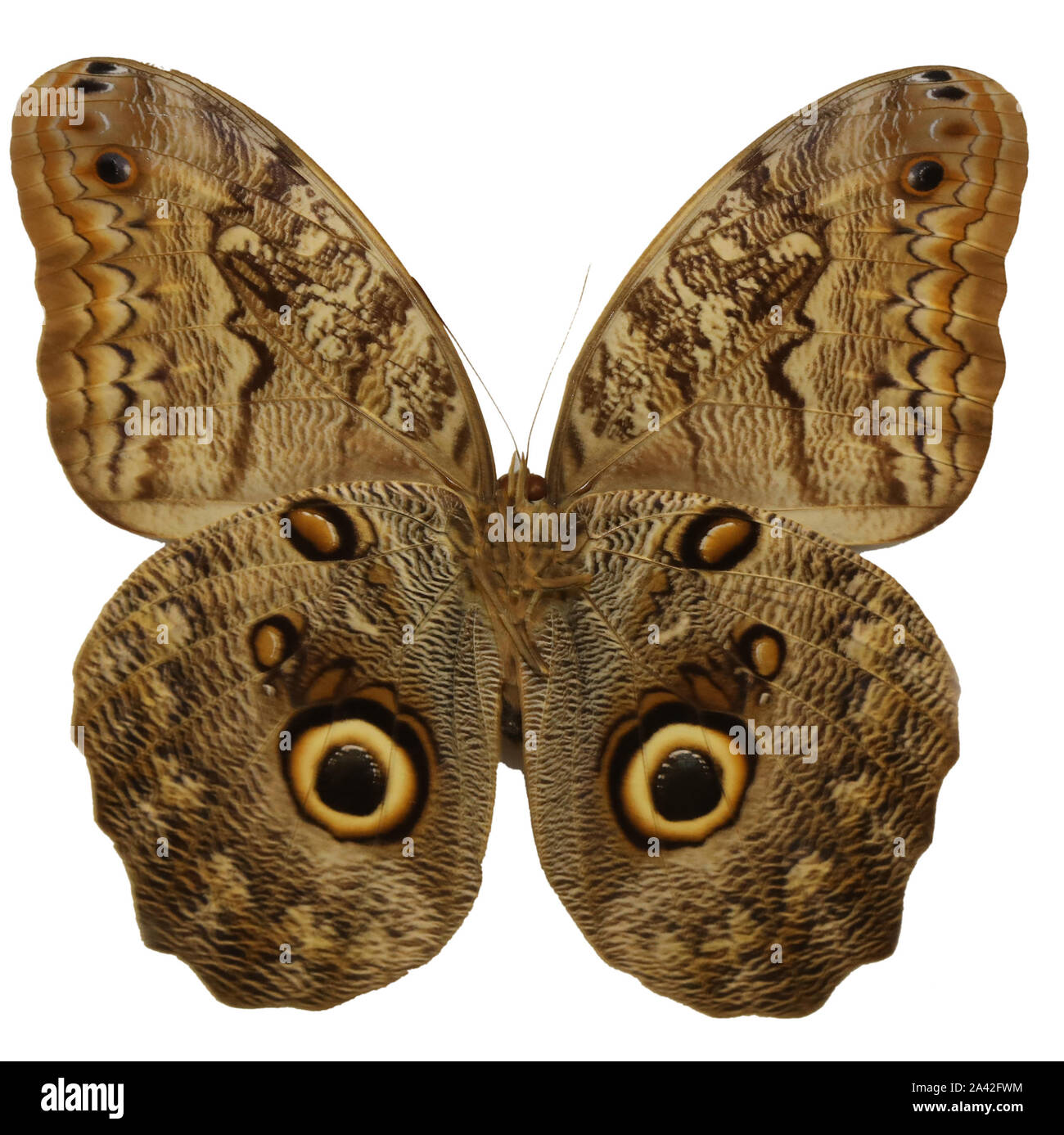 big beautiful butterfly with colored wings like the eyes of an owl to