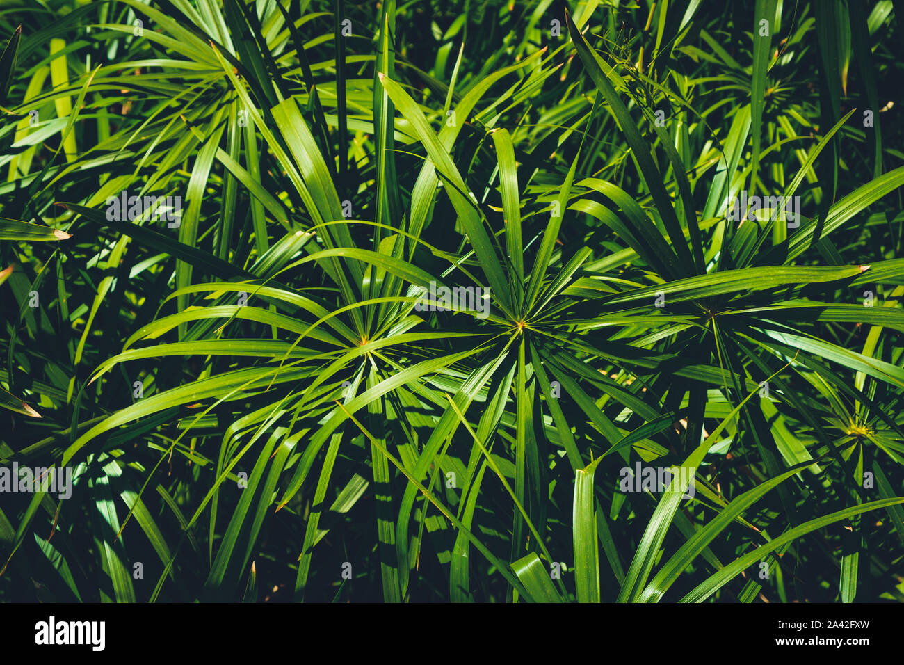 plant leaves in jungle or forest background - home cyperus  - Stock Photo