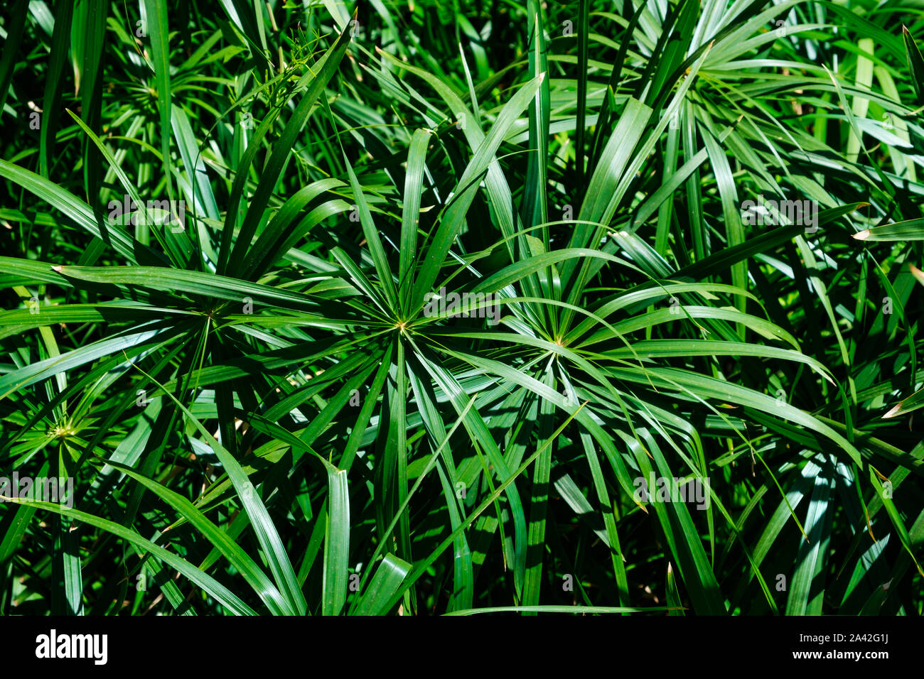 plant leaves in jungle background - home cyperus flower leaf  - Stock Photo