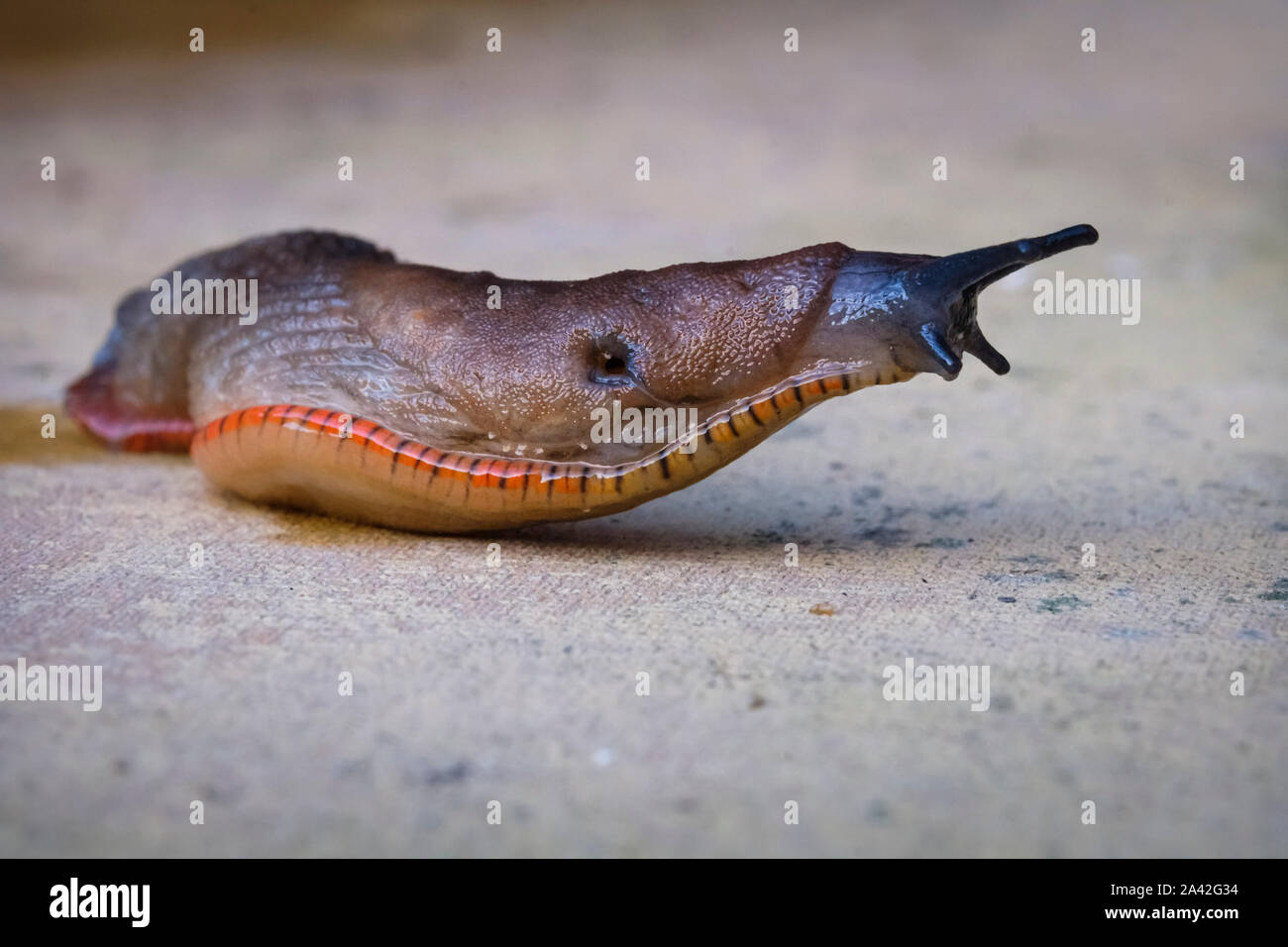 A slug crawls across a slab in a garden. This is probably Arion ater  the large black slug seen here in its brown form. Stock Photo