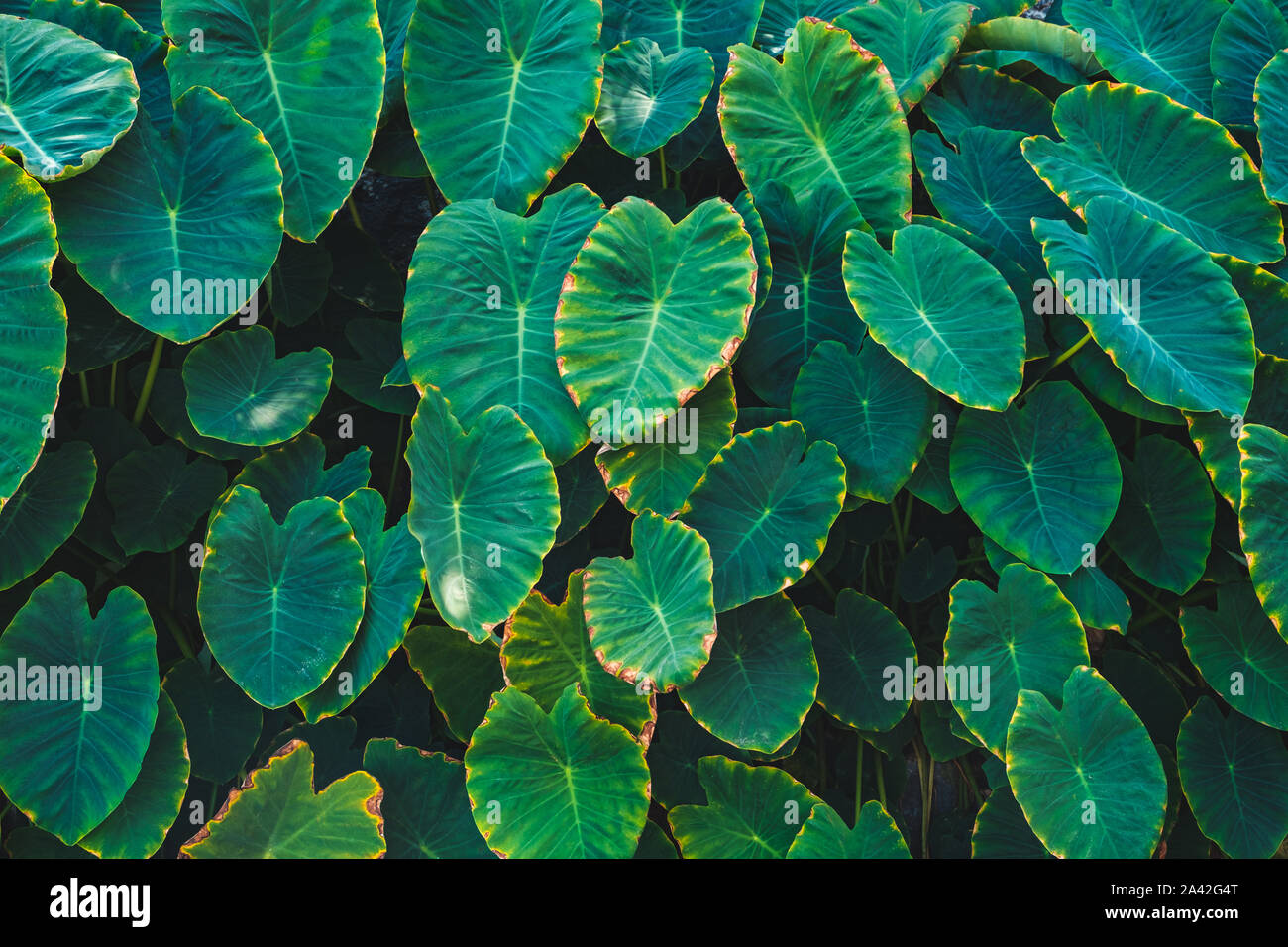 Big taro plant leaves a.k.a. elephant ears leaf  in tropical forest - Stock Photo