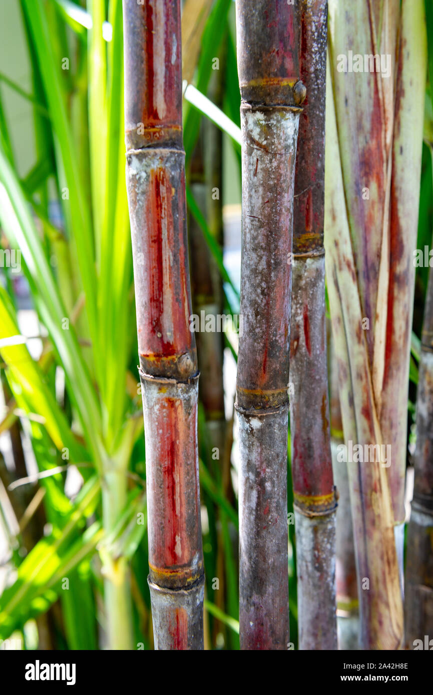 Sugarcane plant, in wild plantation Stock Photo - Alamy