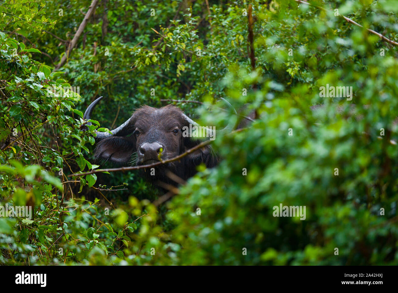 AFRICAN BUFFALO  (Syncerus caffer), Aberdare National Park, Kenia, Africa Stock Photo