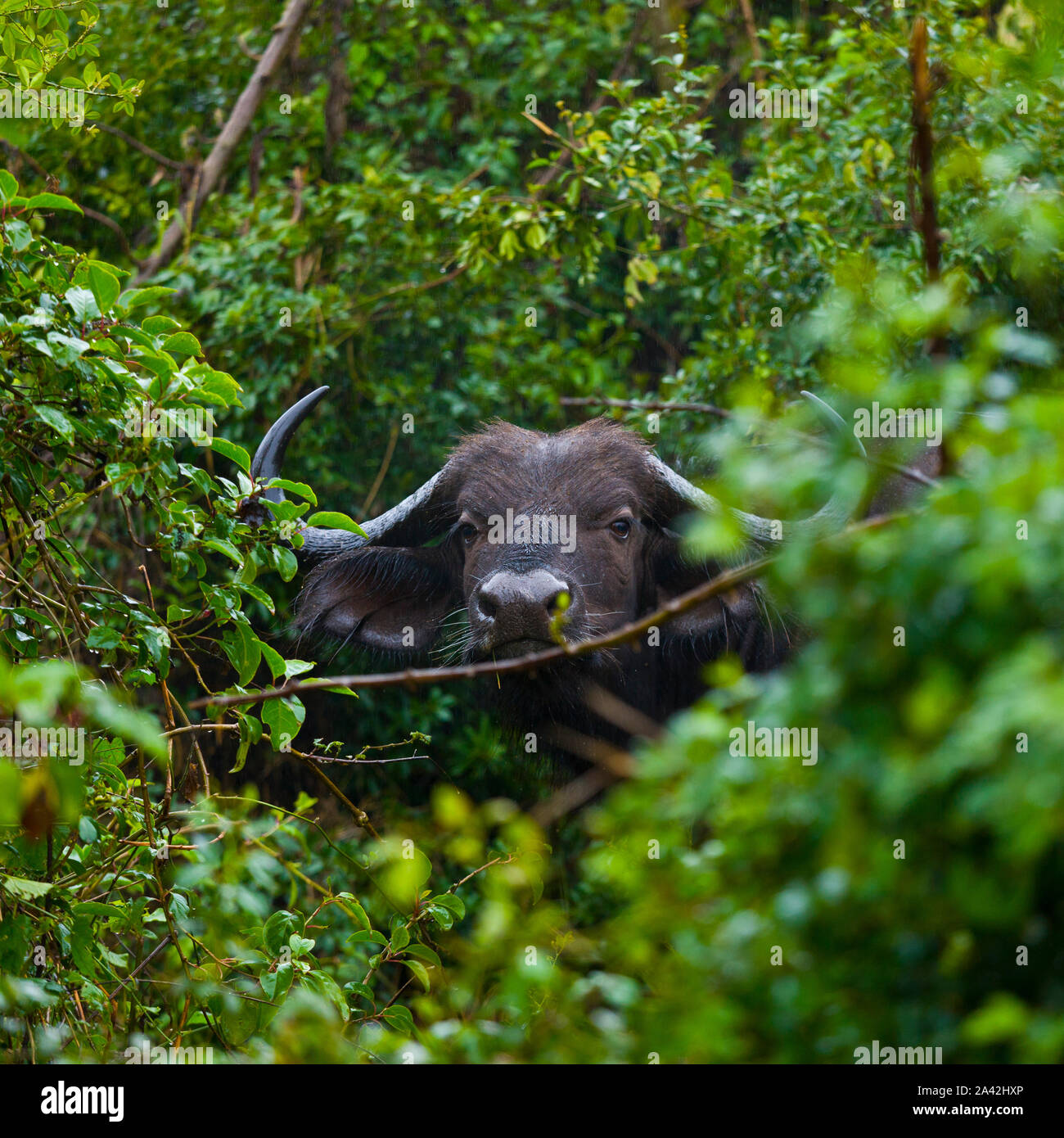 AFRICAN BUFFALO  (Syncerus caffer), Aberdare National Park, Kenia, Africa Stock Photo