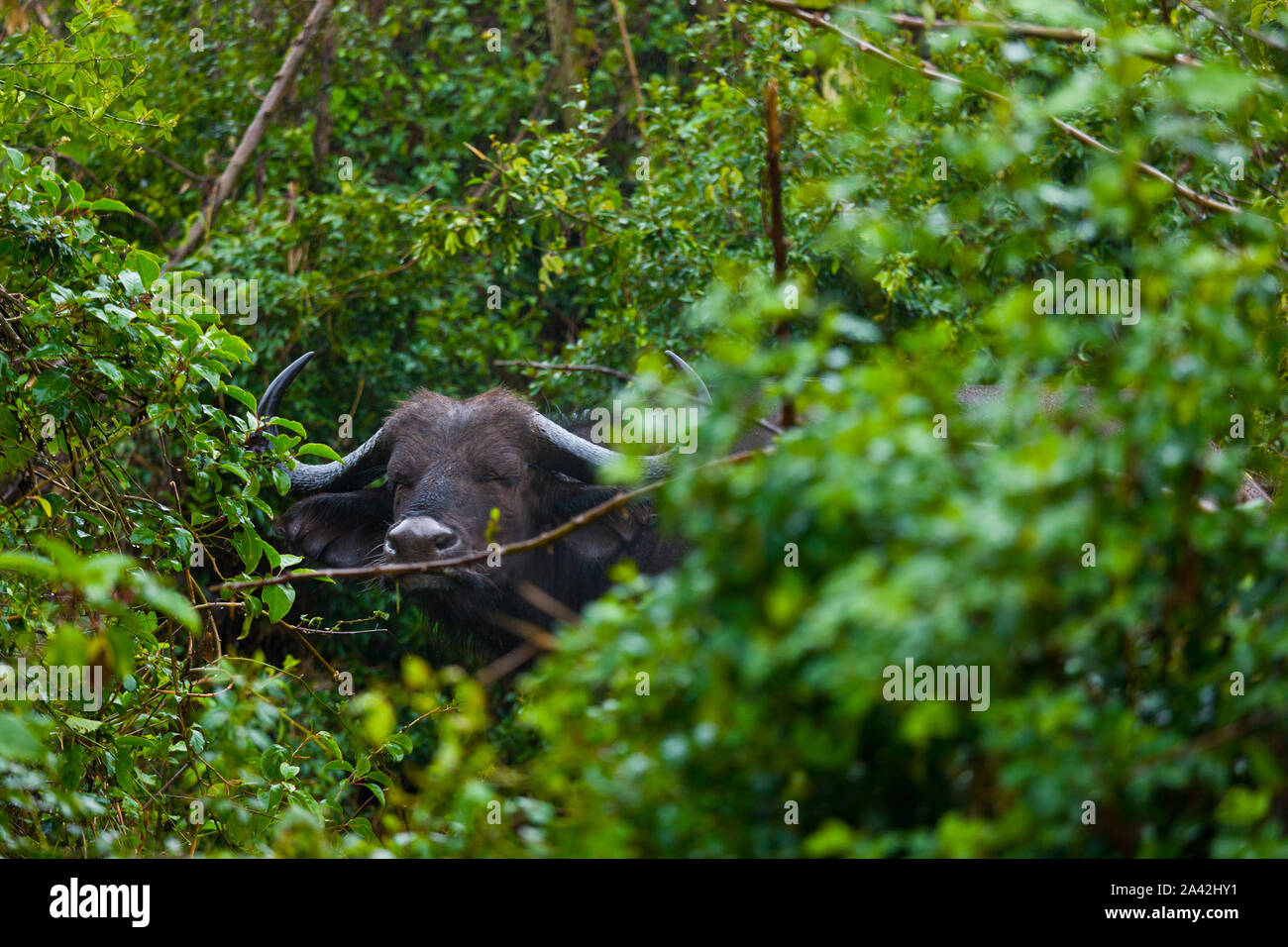 AFRICAN BUFFALO  (Syncerus caffer), Aberdare National Park, Kenia, Africa Stock Photo