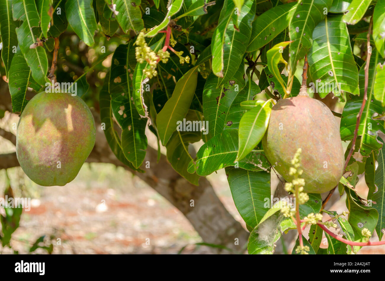 Julie Mangoes On Tree Stock Photo Alamy