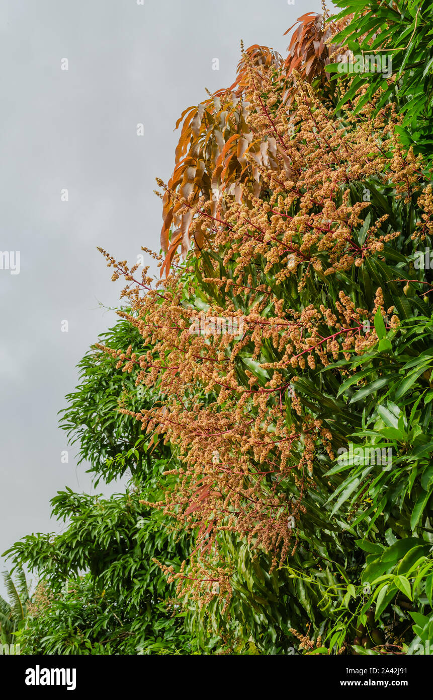 Branches of mango tree hires stock photography and images Alamy