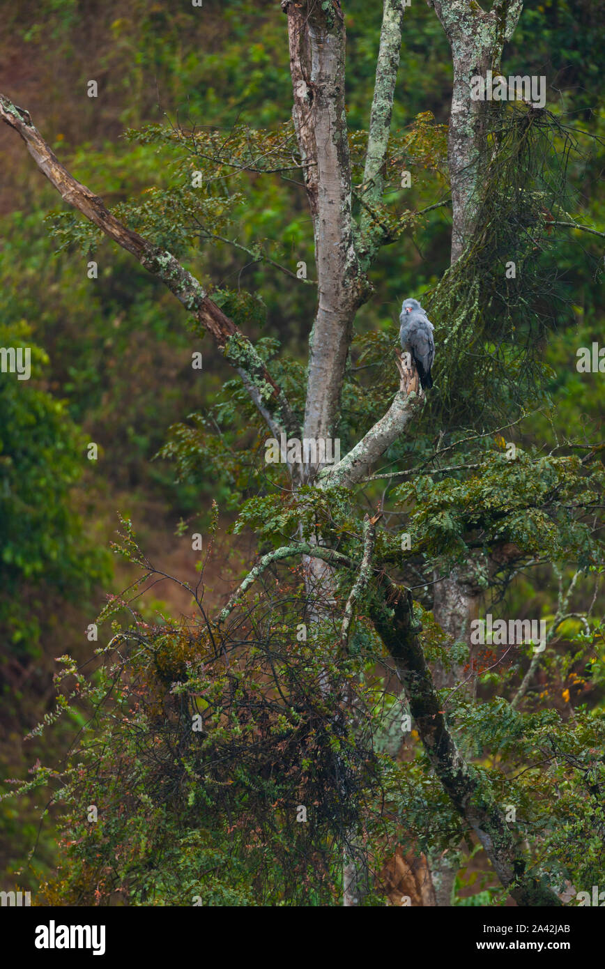 African harrier hawk hi-res stock photography and images - Alamy