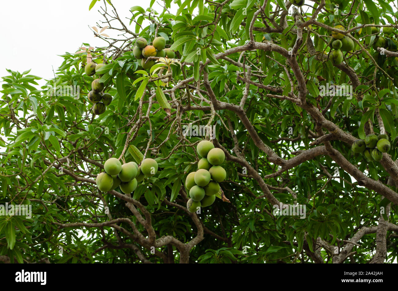 Unripe Mangoes On Tree Stock Photo