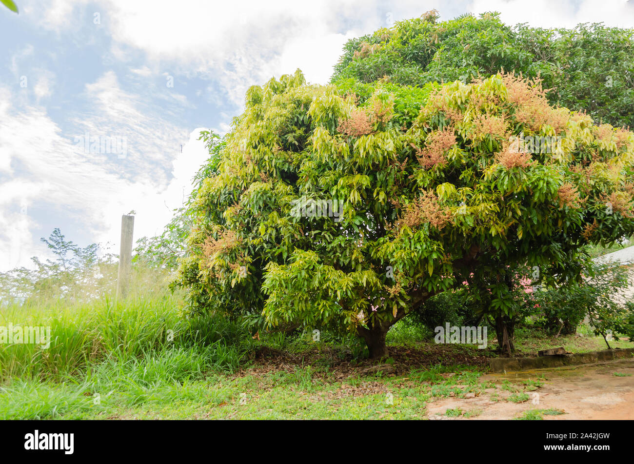 Blooming Mango Tree Stock Photo