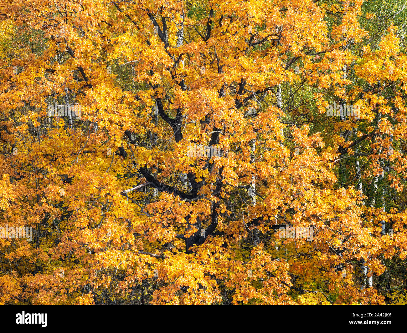 orange leaves of old oak tree in forest on autumn day Stock Photo - Alamy