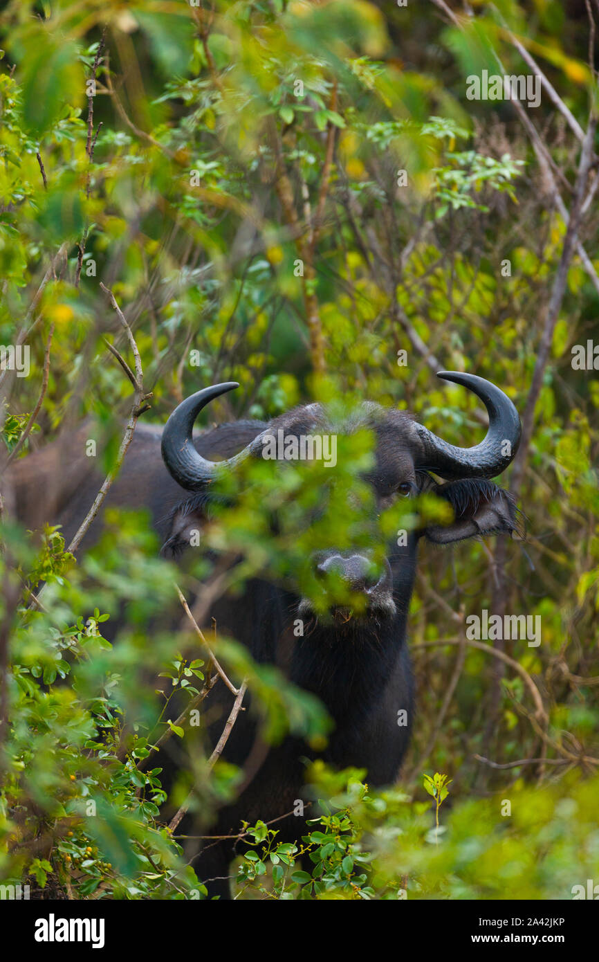 AFRICAN BUFFALO  (Syncerus caffer), Aberdare National Park, Kenia, Africa Stock Photo