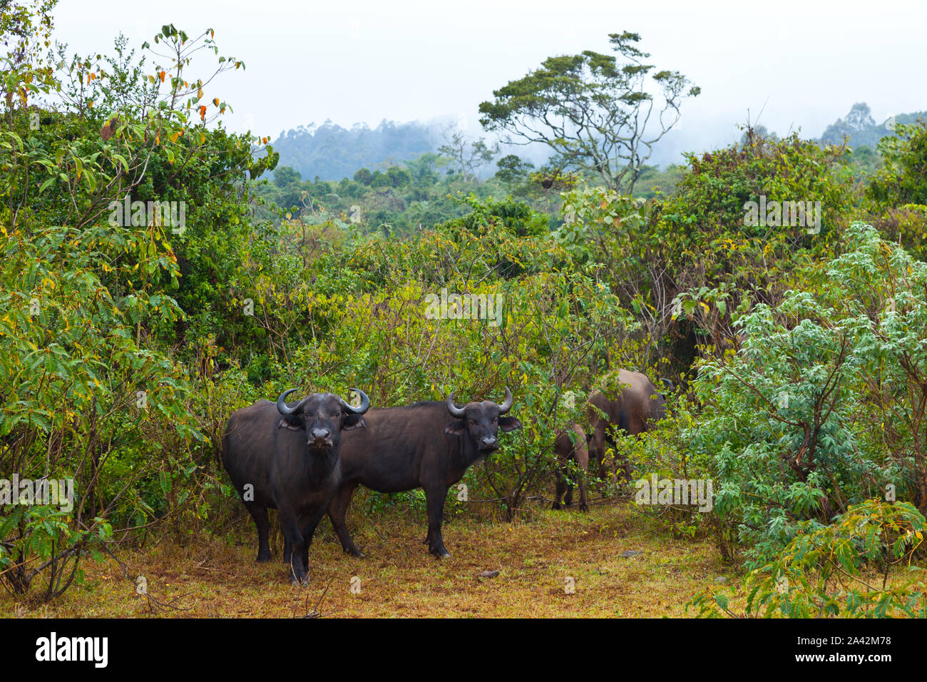 AFRICAN BUFFALO  (Syncerus caffer), Aberdare National Park, Kenia, Africa Stock Photo