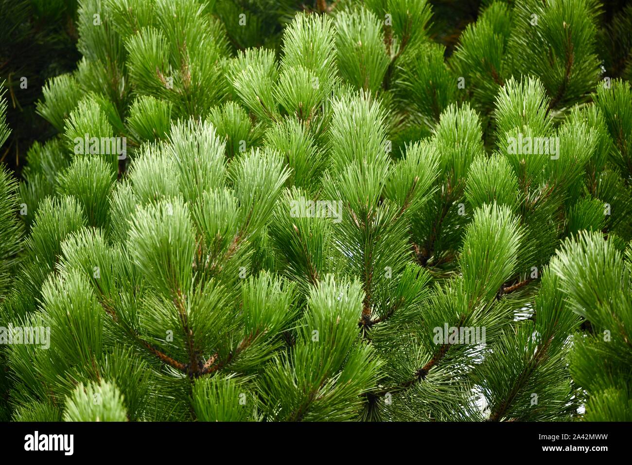 sun reflection in branches of a healthy mountain pine Stock Photo