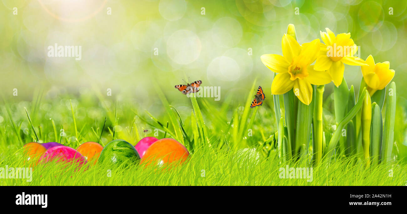 Easter Template with Narcissus Stock Photo
