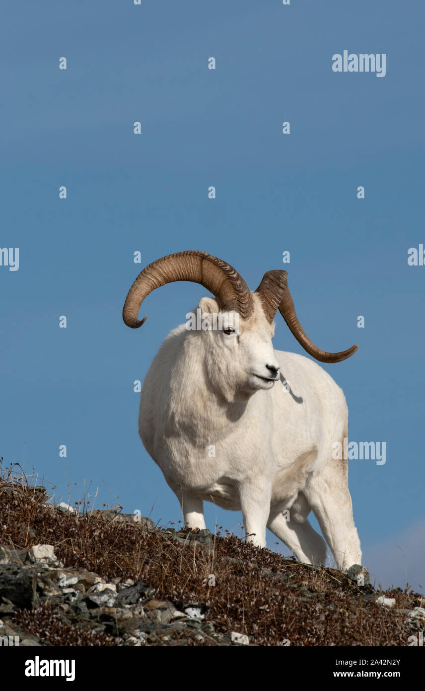 North America; United States; Alaska; Denali National Park; Wildlife; Dall Sheep; Ovis dalli; Ram; Autumn Stock Photo